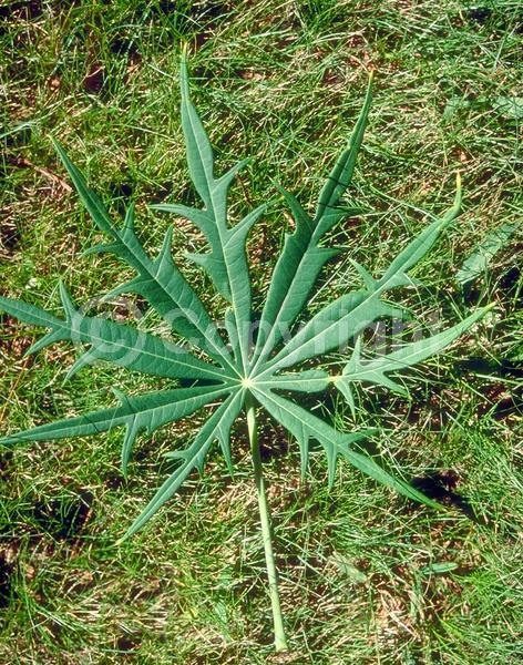 Red blooms; Evergreen; Needles or needle-like leaf