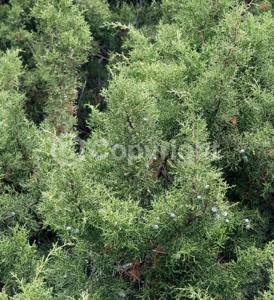 Unknown blooms; Evergreen; North American Native