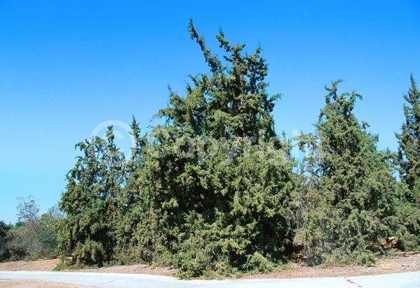 Unknown blooms; Evergreen; North American Native