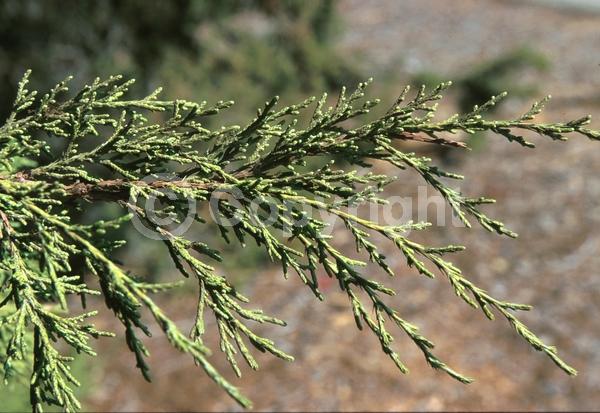 Unknown blooms; Evergreen; North American Native