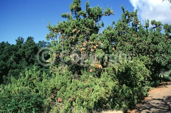 Unknown blooms; Evergreen; North American Native