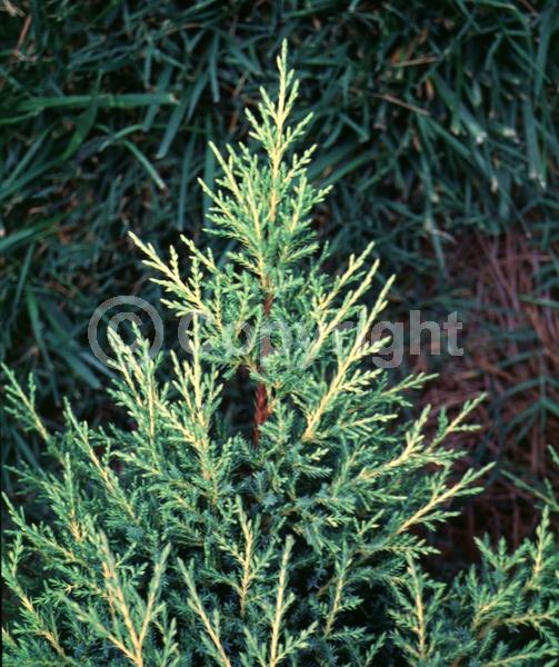 Yellow blooms; Evergreen