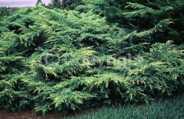 Yellow blooms; Evergreen