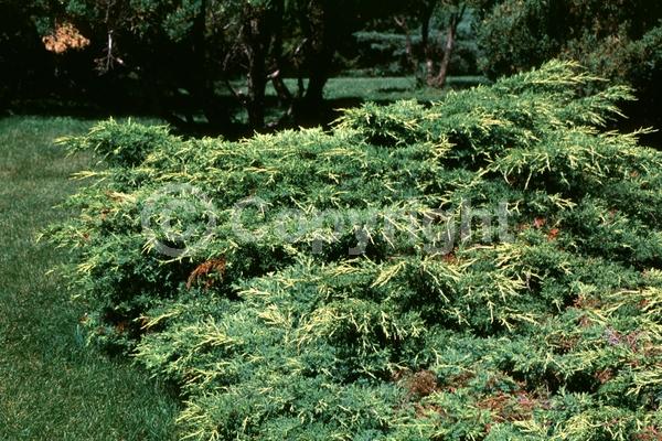 Yellow blooms; Evergreen