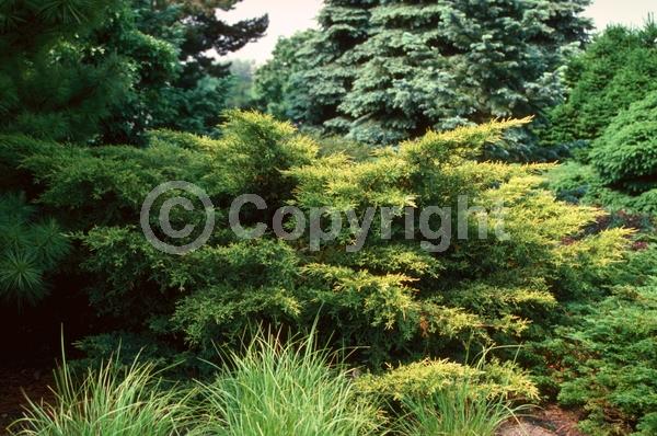 Yellow blooms; Evergreen