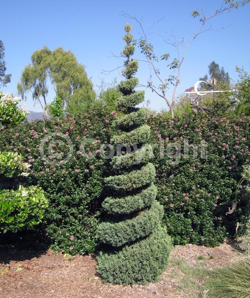 Yellow blooms; Evergreen