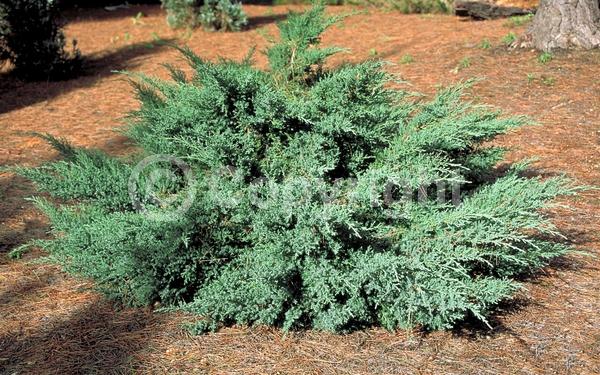 Yellow blooms; Brown blooms; Evergreen