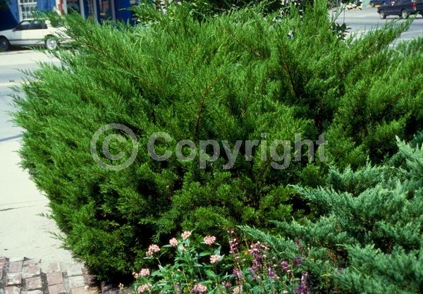 Yellow blooms; Brown blooms; Evergreen