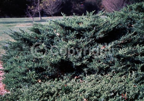 Yellow blooms; Evergreen