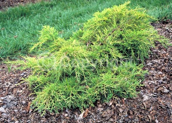 Yellow blooms; Brown blooms; Evergreen; Needles or needle-like leaf