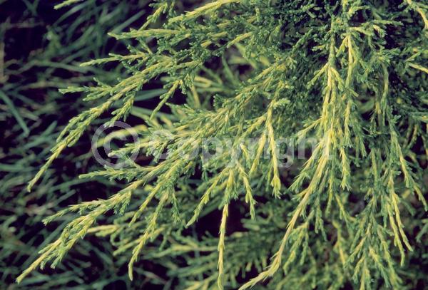 Yellow blooms; Brown blooms; Evergreen