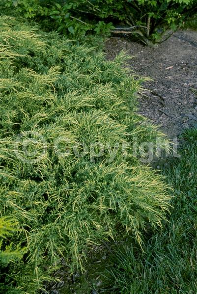 Yellow blooms; Brown blooms; Evergreen