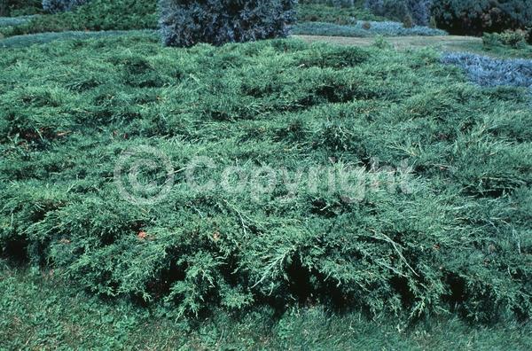 Yellow blooms; Brown blooms; Evergreen