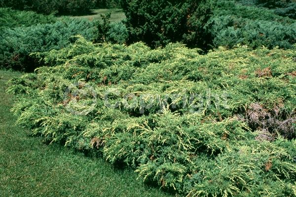 Yellow blooms; Brown blooms; Evergreen