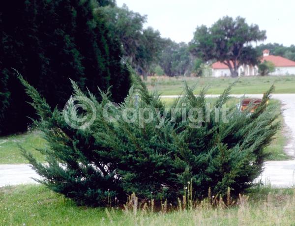 Yellow blooms; Brown blooms; Evergreen