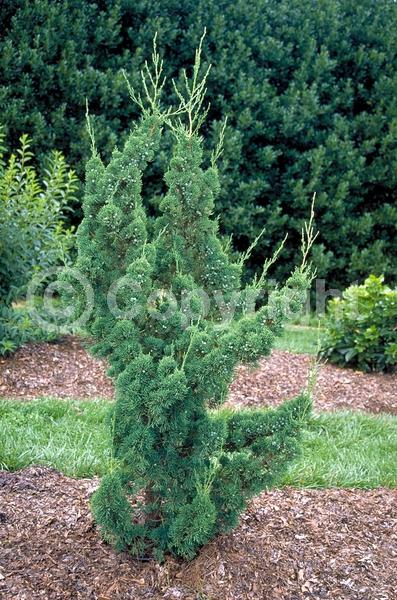 Yellow blooms; Brown blooms; Evergreen