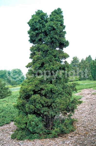 Yellow blooms; Brown blooms; Evergreen