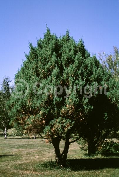 Yellow blooms; Brown blooms; Evergreen