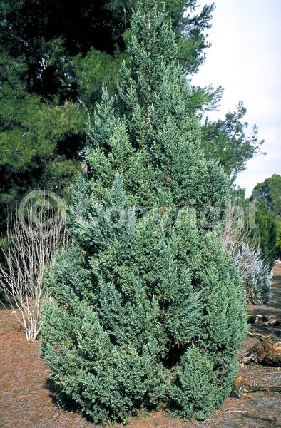 Yellow blooms; Brown blooms; Evergreen