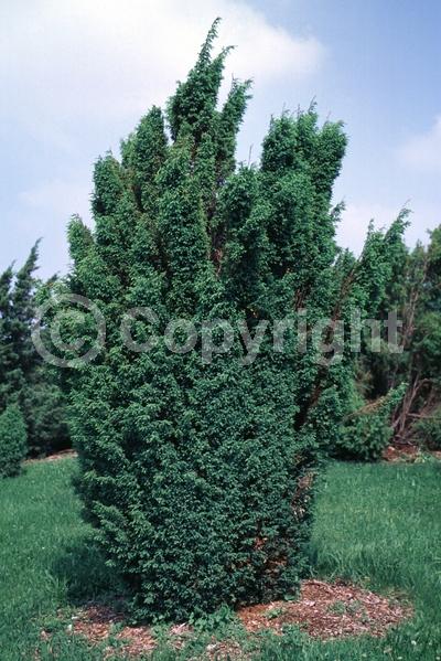 Yellow blooms; Brown blooms; Evergreen; North American Native