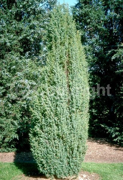 Yellow blooms; Brown blooms; Evergreen; North American Native