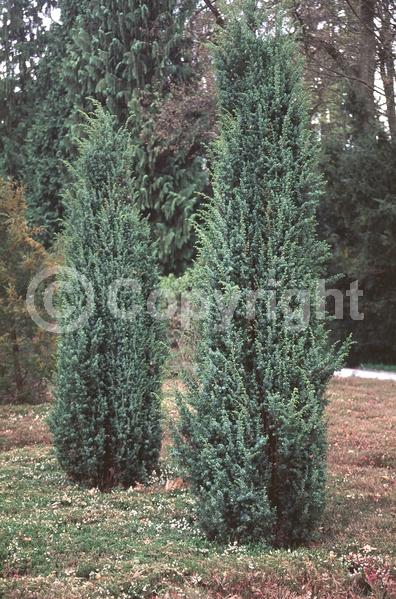 Yellow blooms; Brown blooms; Evergreen; North American Native
