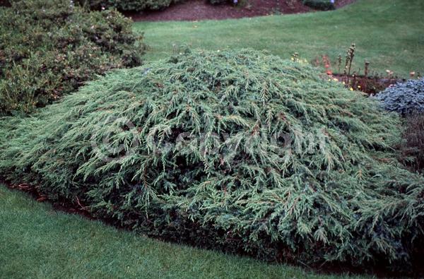 Yellow blooms; Brown blooms; Evergreen; Needles or needle-like leaf; North American Native