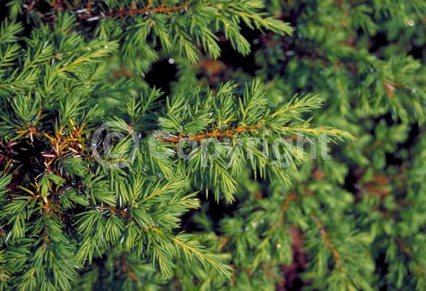 Yellow blooms; Brown blooms; Evergreen; Needles or needle-like leaf
