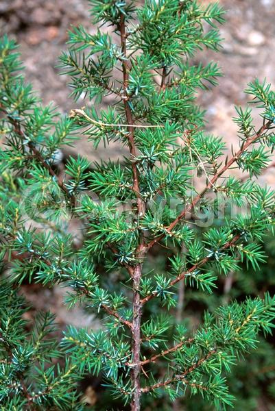 Yellow blooms; Brown blooms; Evergreen; North American Native