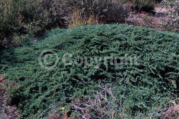 Yellow blooms; Brown blooms; Evergreen; North American Native