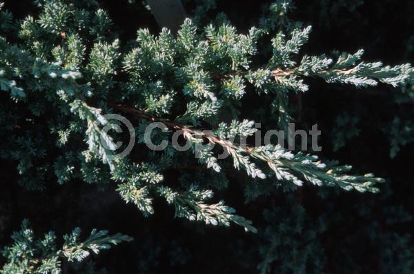 Yellow blooms; Brown blooms; Evergreen; North American Native