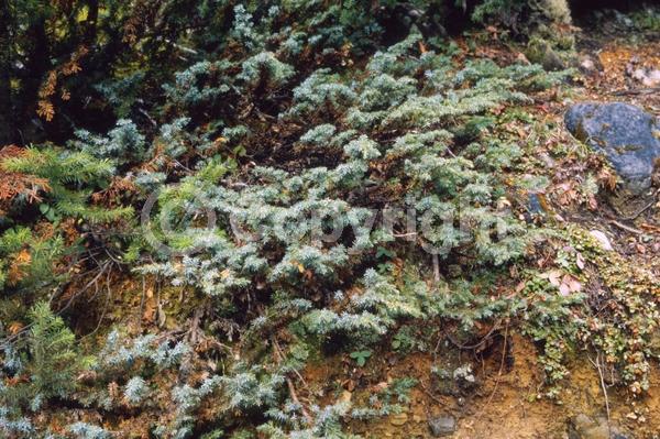 Yellow blooms; Brown blooms; Evergreen; North American Native