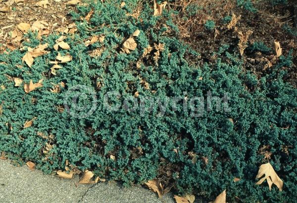Yellow blooms; Brown blooms; Evergreen; North American Native
