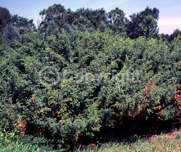 Yellow blooms; Brown blooms; Evergreen; Needles or needle-like leaf