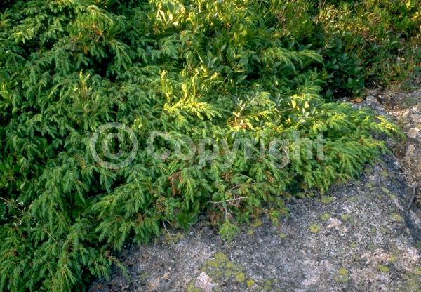 Yellow blooms; Brown blooms; Evergreen; Needles or needle-like leaf
