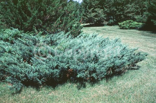 Unknown blooms; Evergreen