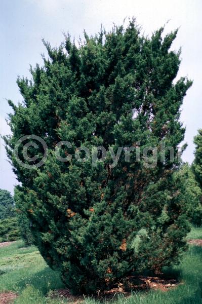 Unknown blooms; Evergreen