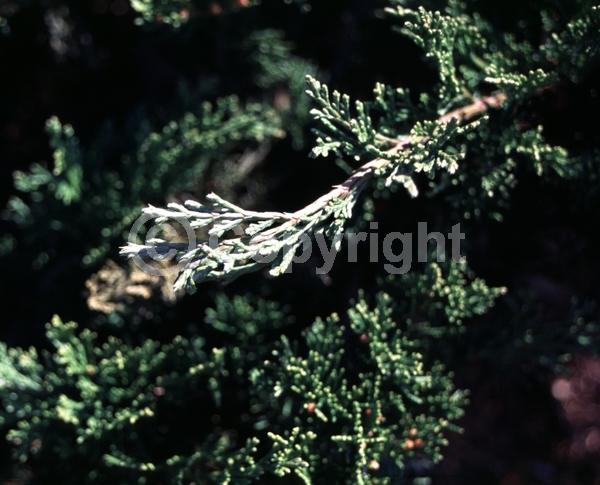 Unknown blooms; Evergreen
