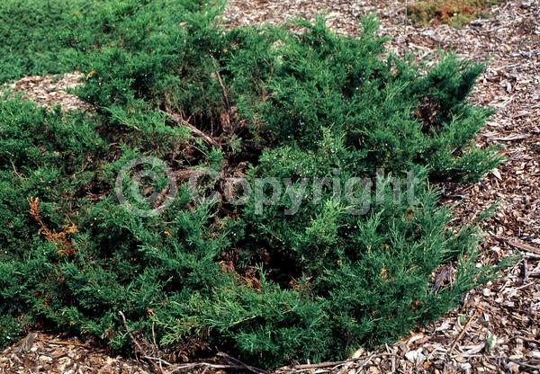 Unknown blooms; Evergreen