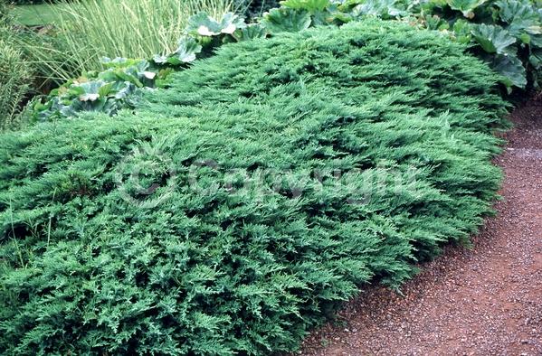 Unknown blooms; Evergreen