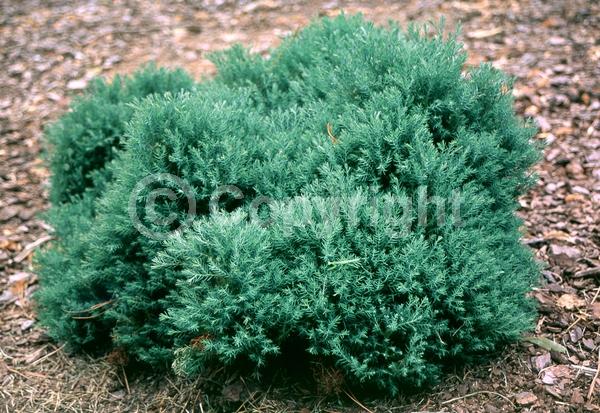 Unknown blooms; Evergreen