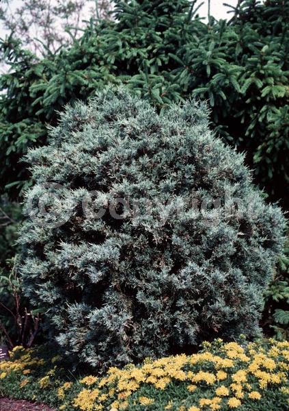 Unknown blooms; Evergreen; North American Native