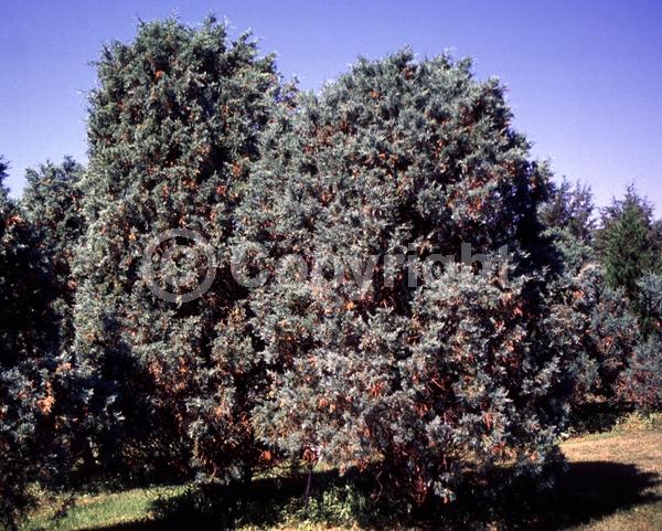 Unknown blooms; Evergreen; North American Native