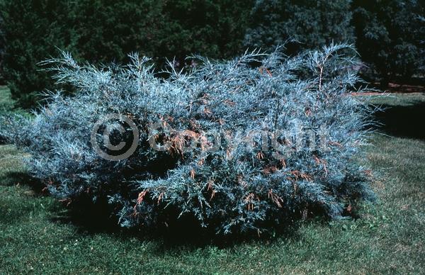 Unknown blooms; Evergreen; North American Native