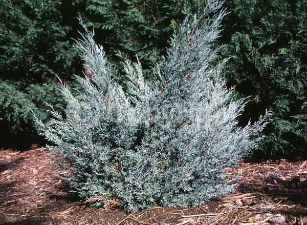 Unknown blooms; Evergreen; North American Native