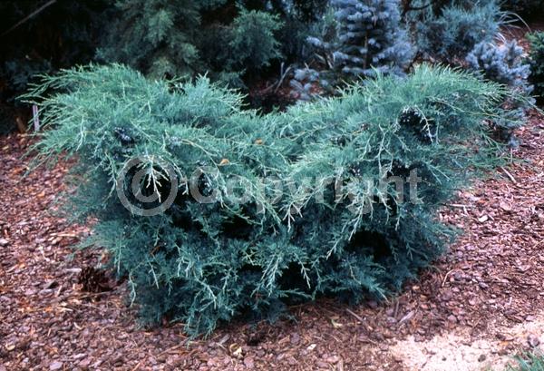 Yellow blooms; Green blooms; Evergreen; North American Native
