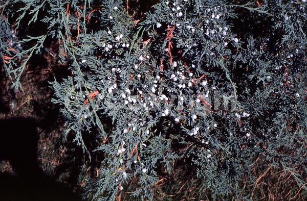 Yellow blooms; Green blooms; Evergreen; North American Native