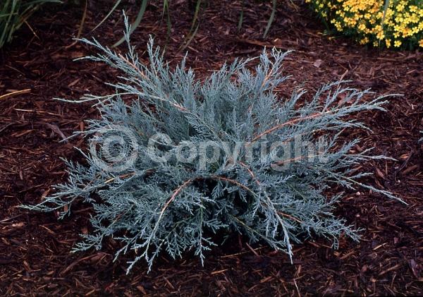 Yellow blooms; Green blooms; Evergreen; North American Native