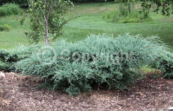 Yellow blooms; Green blooms; Evergreen; North American Native