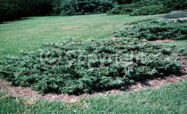 Yellow blooms; Green blooms; Evergreen; North American Native